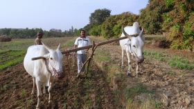 Индийским фермерам удастся победить власти и отменить неугодные законы